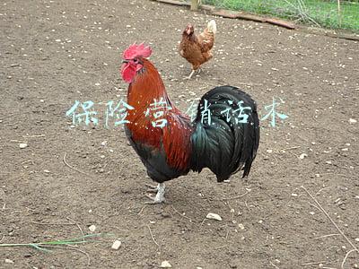 销售保险的经典话术(保险推销话术大全：经典话术惯例)