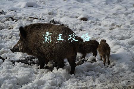 霸王攻略
