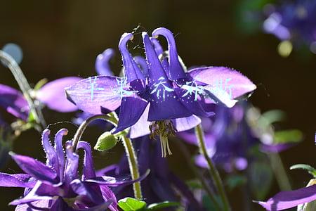 苹果乔布斯接班人(掌控苹果\u0026#34;命脉\u0026#34; 他才是乔布斯的接班人)