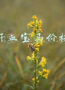 汗血宝马价格