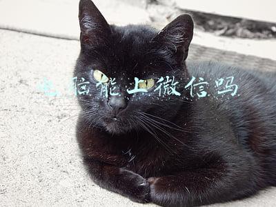 苹果平板电脑能上微信吗(小技巧：微信支持平板，电脑，手机同时登录)