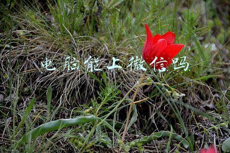 电脑能上两个微信吗(你知道电脑如何登录两个微信号吗？掌握这个小技巧你也可以)