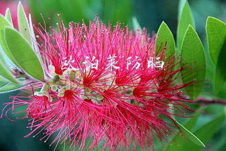 欧泊莱防晒