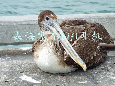 森海塞尔hifi耳机