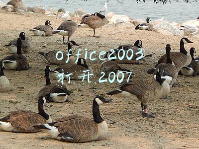 office2003打开2007兼容包(建议收藏备用，常用Office办公软件汇总（官方原版）)