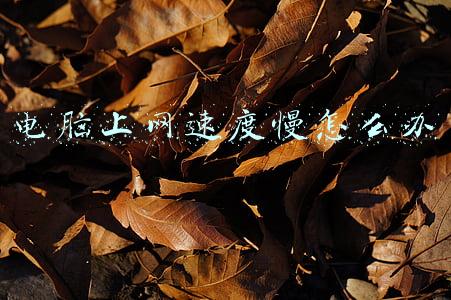 电脑上网速度慢怎么办