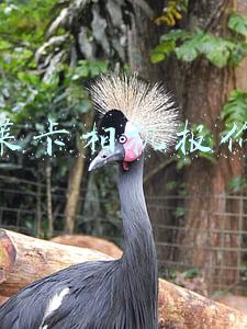 莱卡相机报价苏宁(华为P9伦敦首发：主打徕卡双摄像头 售价599欧-749欧)