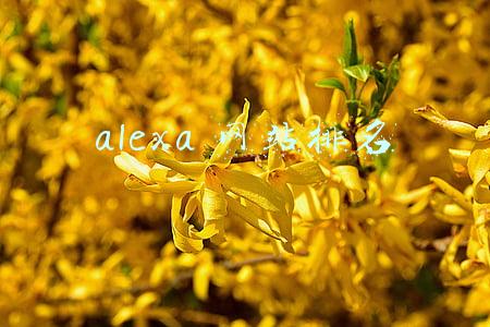 alexa 网站排名