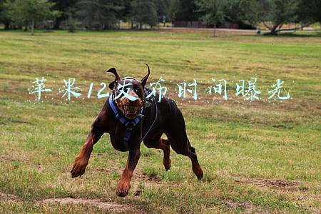 苹果12发布时间曝光
