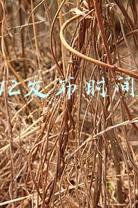 苹果12发布时间曝光
