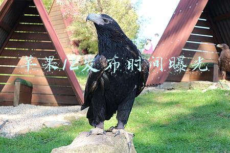 苹果12发布时间曝光