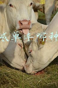 动感单车哪种好骑(动感单车选购避坑指南，掌握这些你就能找到适合自己的动感单车)