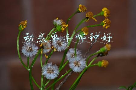 动感单车哪种好