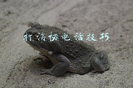 打消协电话技巧