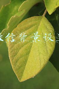 微信背景设置