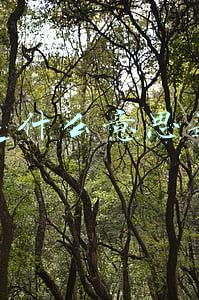 小秘是啥意思(「咬文嚼字」“闺密”还是“闺蜜”？)