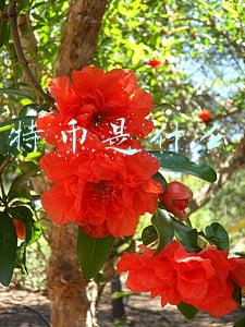 特币是什么