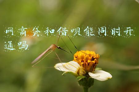 网商贷和借呗能同时开通吗