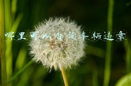 哪里可以查询车辆违章
