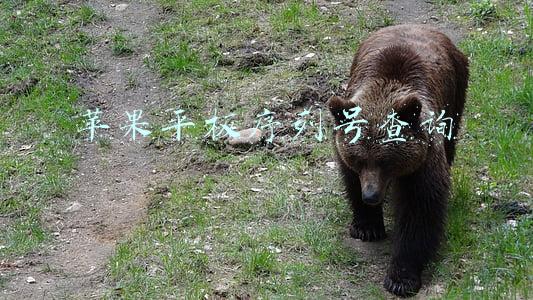 苹果平板序列号查询