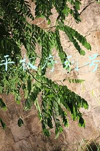 苹果平板序列号查询
