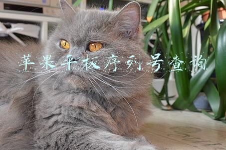 苹果平板序列号查询
