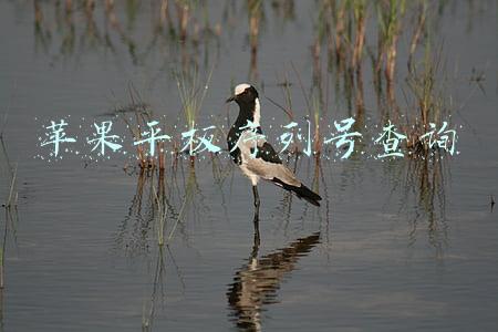 苹果平板序列号查询