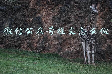 微信公众号推文怎么做