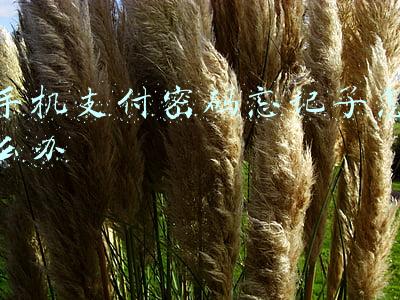手机支付密码忘记了怎么办