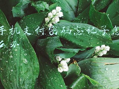 手机支付密码忘记了怎么办