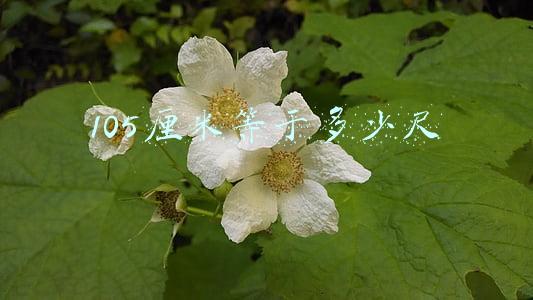 105厘米等于多少尺