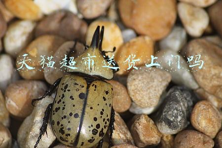 天猫超市送货上门吗