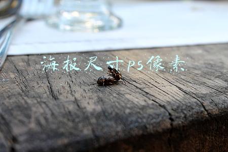 海报尺寸ps像素
