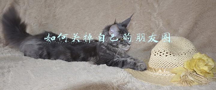 如何关掉自己的朋友圈