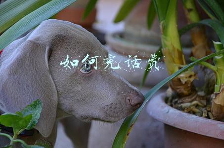 如何充话费10元(抖音一分钱充10元话费)