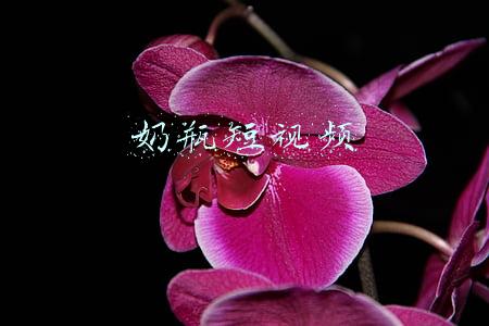 奶瓶短视频app下载安装(有人登门想领养江西身亡夫妻留下的8个孩子，家人：一个都不能少)
