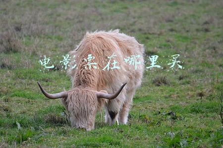 电影票在哪里买