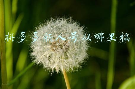 拼多多注册新号算新人吗(拼多多新手必看规则)