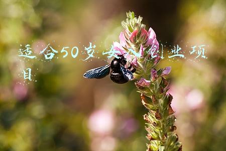 适合50岁女人创业项目