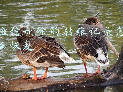 微信删除的转账记录怎么恢复