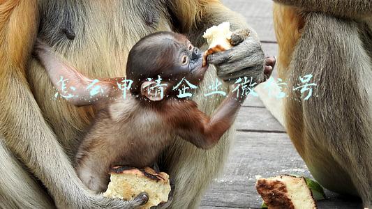 怎样申请企业微信号(注册企业微信的步骤)