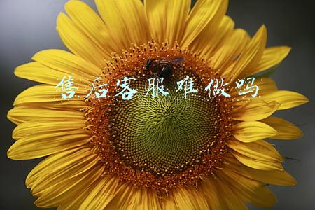 售后客服难做吗