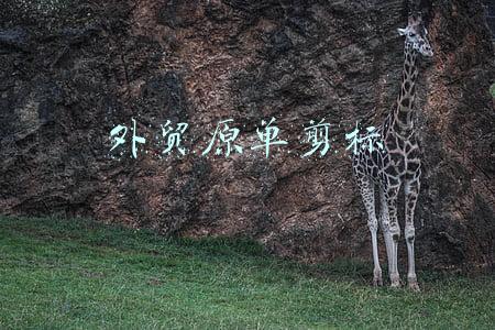 外贸原单剪标