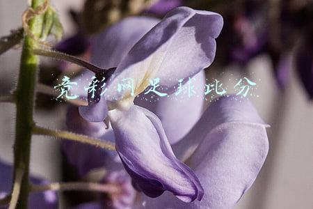 竞彩网足球比分
