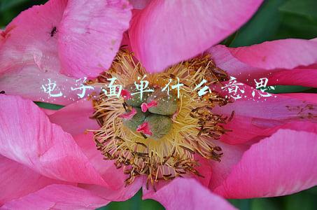 电子面单什么意思