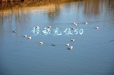 移动充值50元得53真的吗(蔚你探市｜中国移动确定发行价格为57.58元/股，专家认为具备长期投资价值)