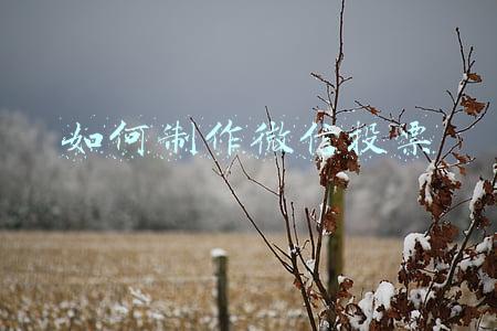 如何制作微信投票