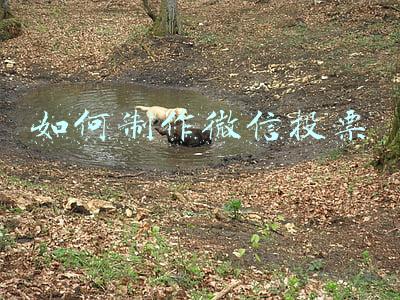 如何制作微信投票