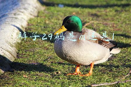 裤子29码是m还是l