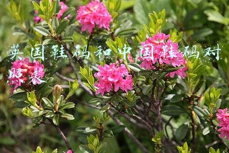 英国鞋码和中国鞋码对照表